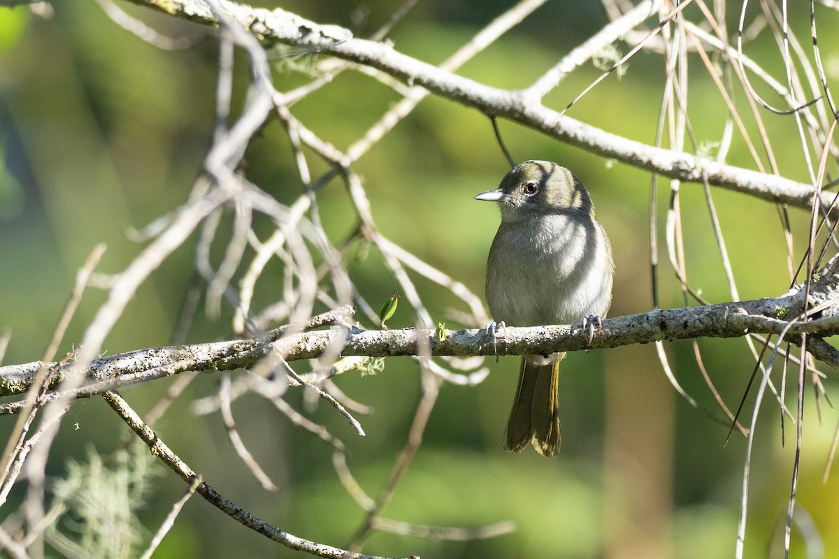 Green-tailed Warbler - Doug Whitman