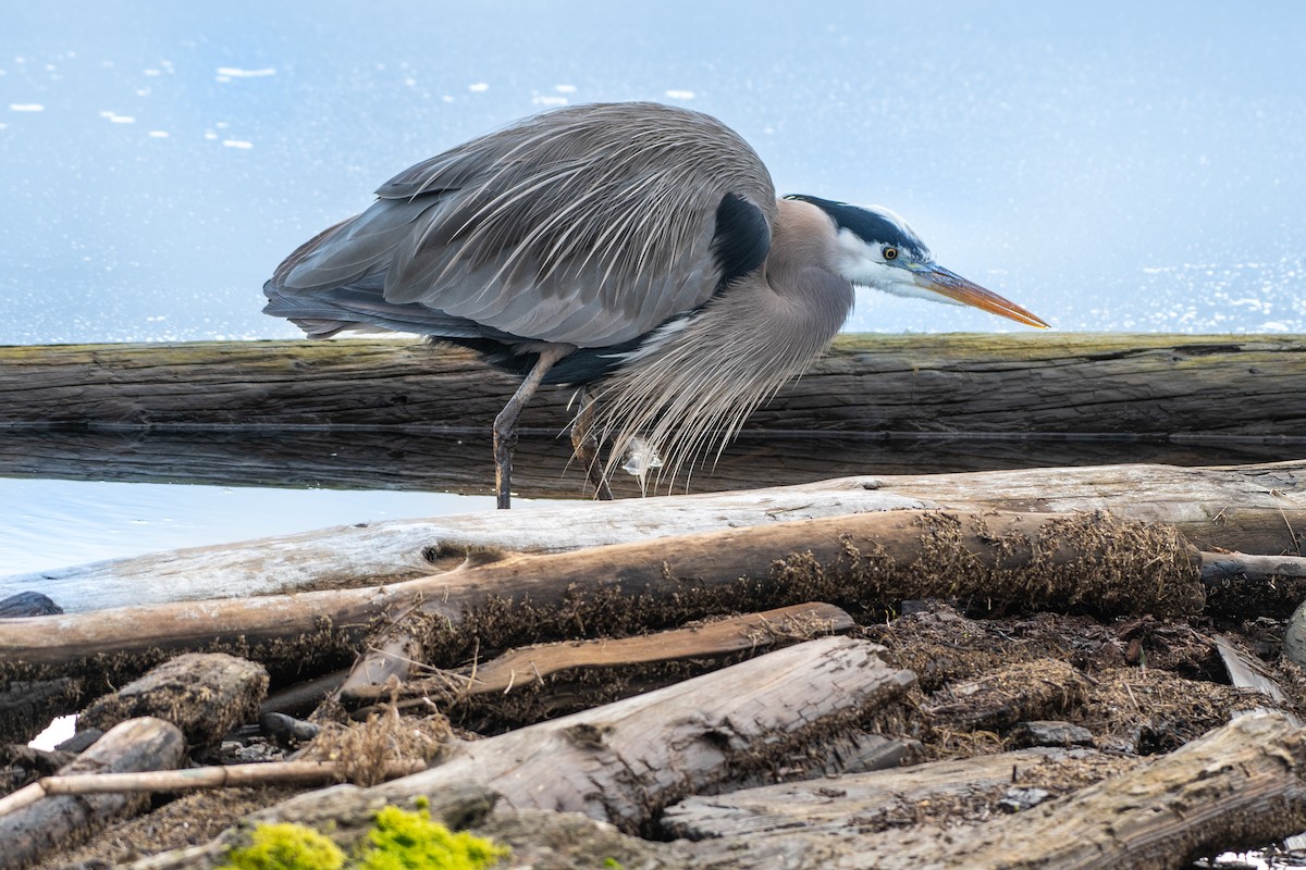 Great Blue Heron at Boundary Bay - 64th-72nd Sts., Delta by Chris McDonald