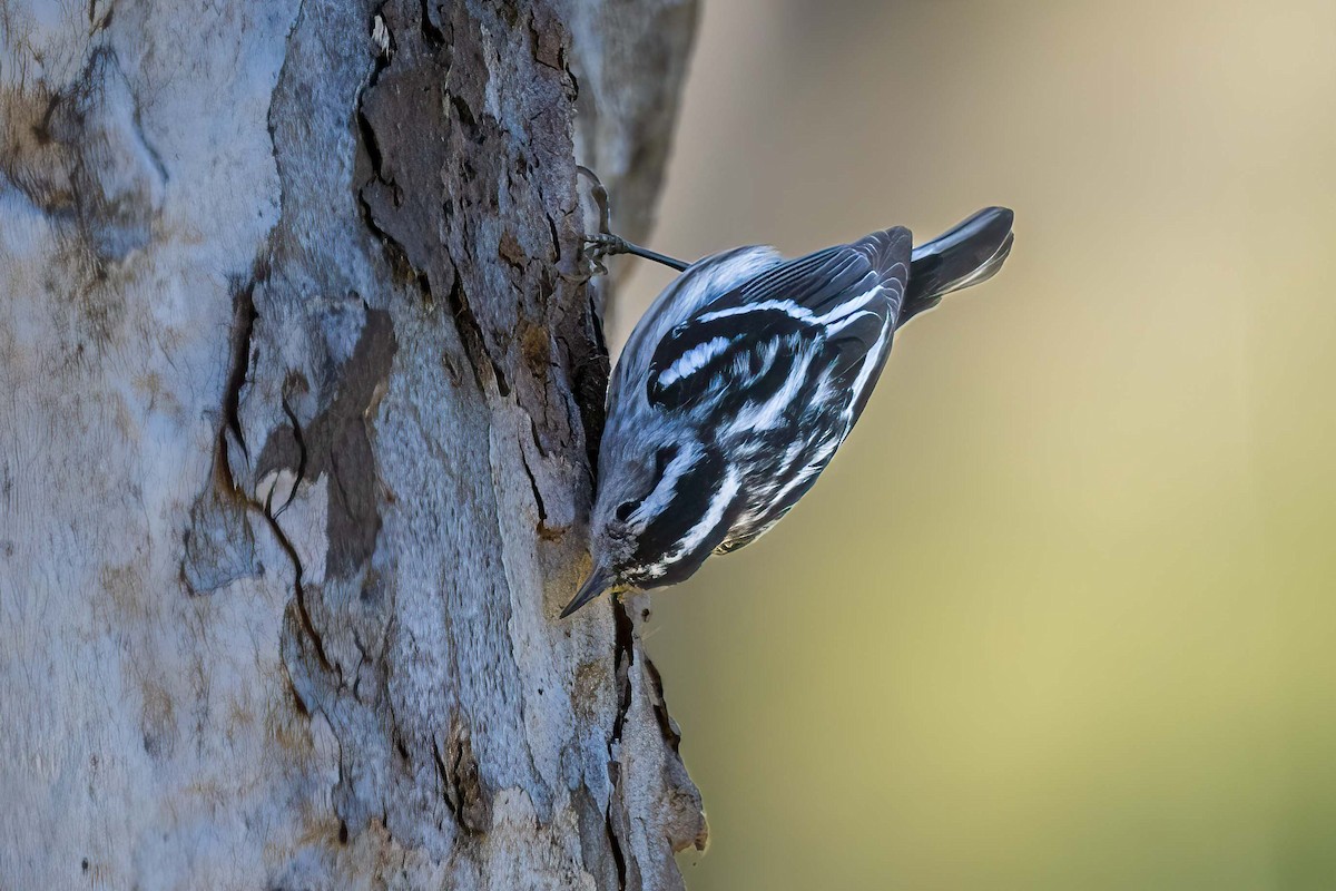 Black-and-white Warbler - ML613247174