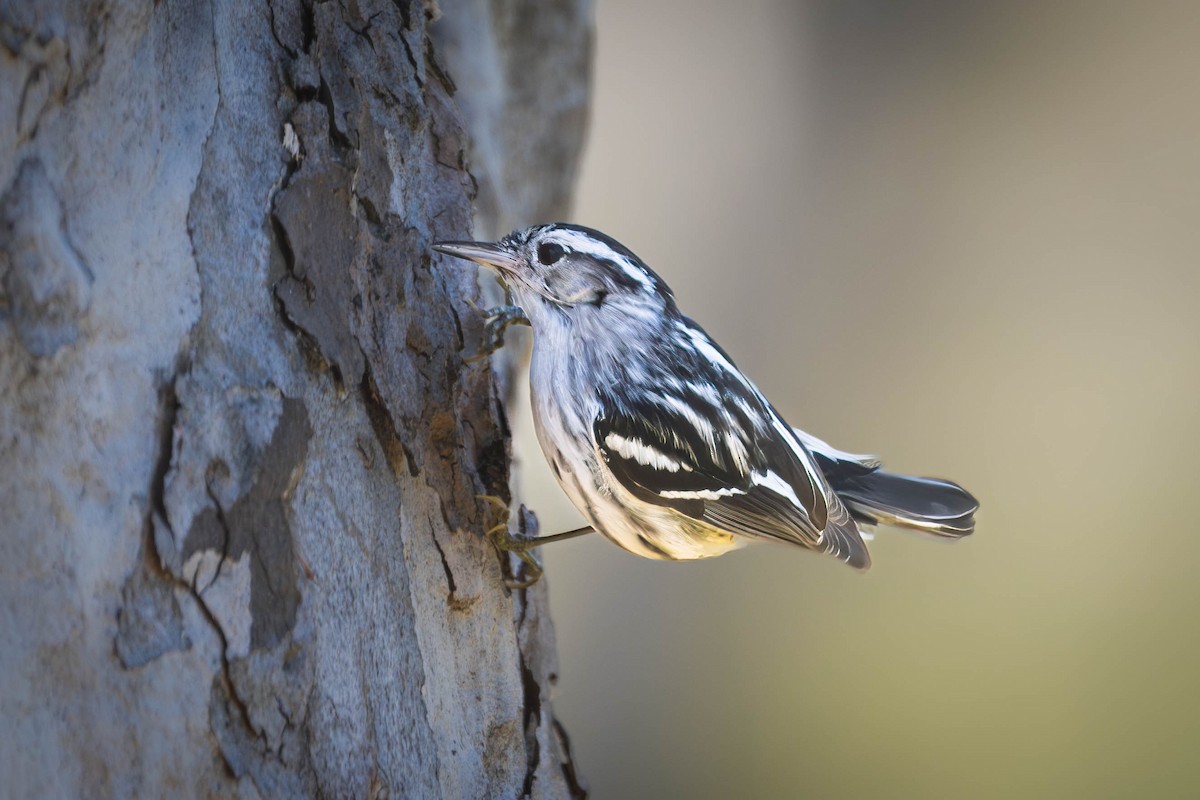 Black-and-white Warbler - ML613247175