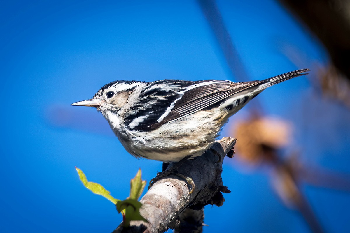 Black-and-white Warbler - ML613247176
