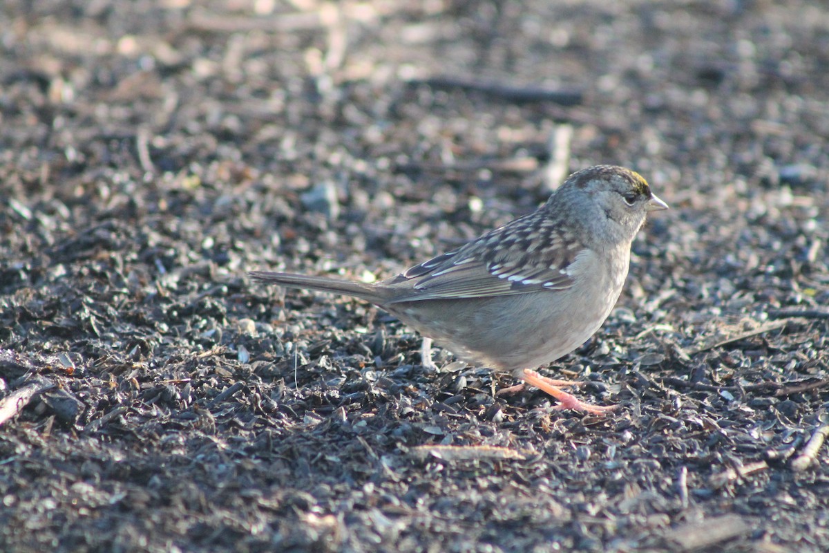 Golden-crowned Sparrow - ML613247181