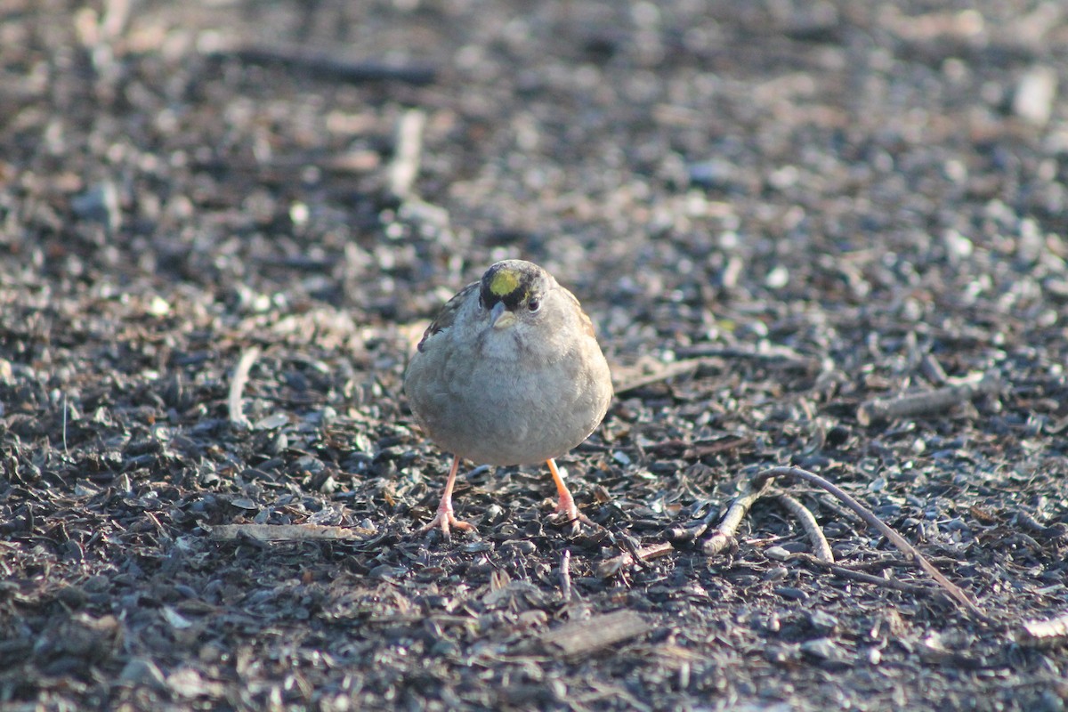 Golden-crowned Sparrow - ML613247182