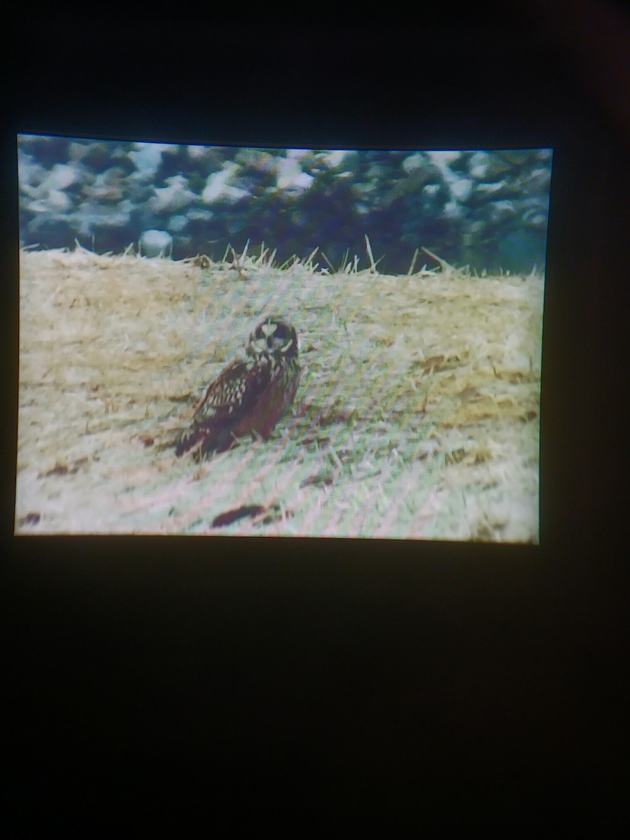Short-eared Owl - ML613247194