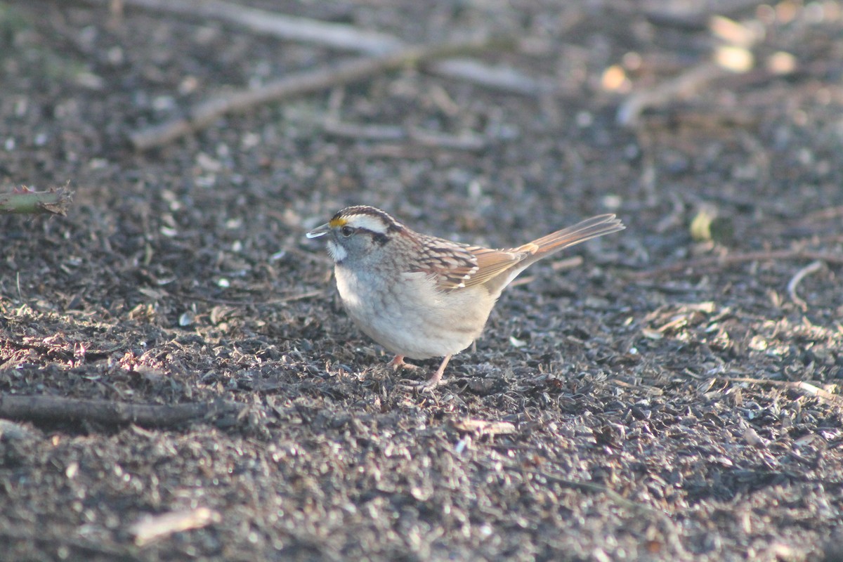 White-throated Sparrow - ML613247202