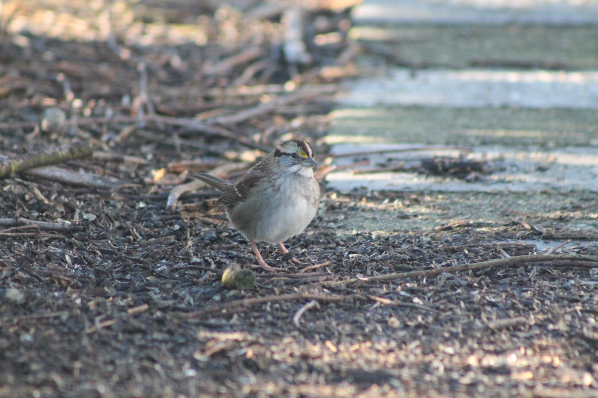 White-throated Sparrow - ML613247203