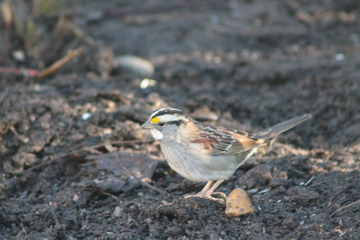 White-throated Sparrow - ML613247205