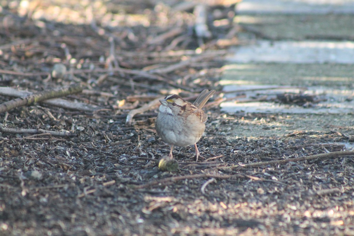 White-throated Sparrow - ML613247206