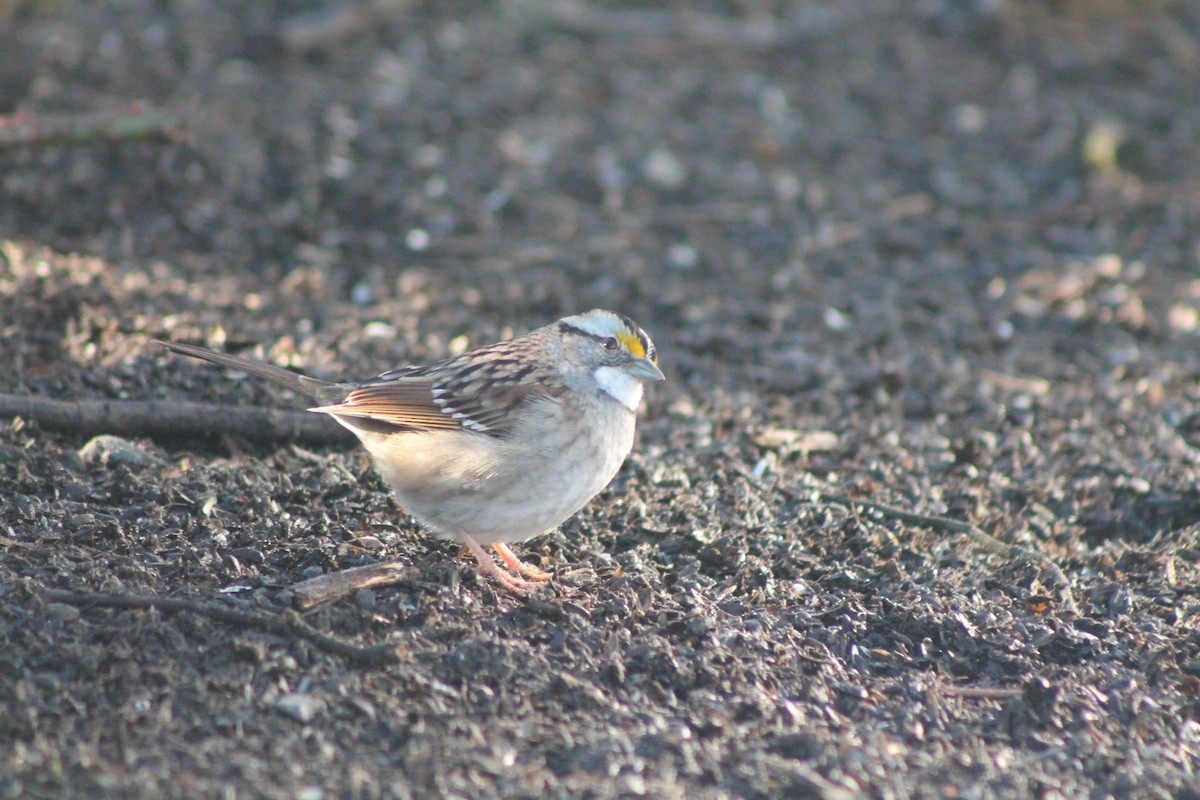 White-throated Sparrow - ML613247207