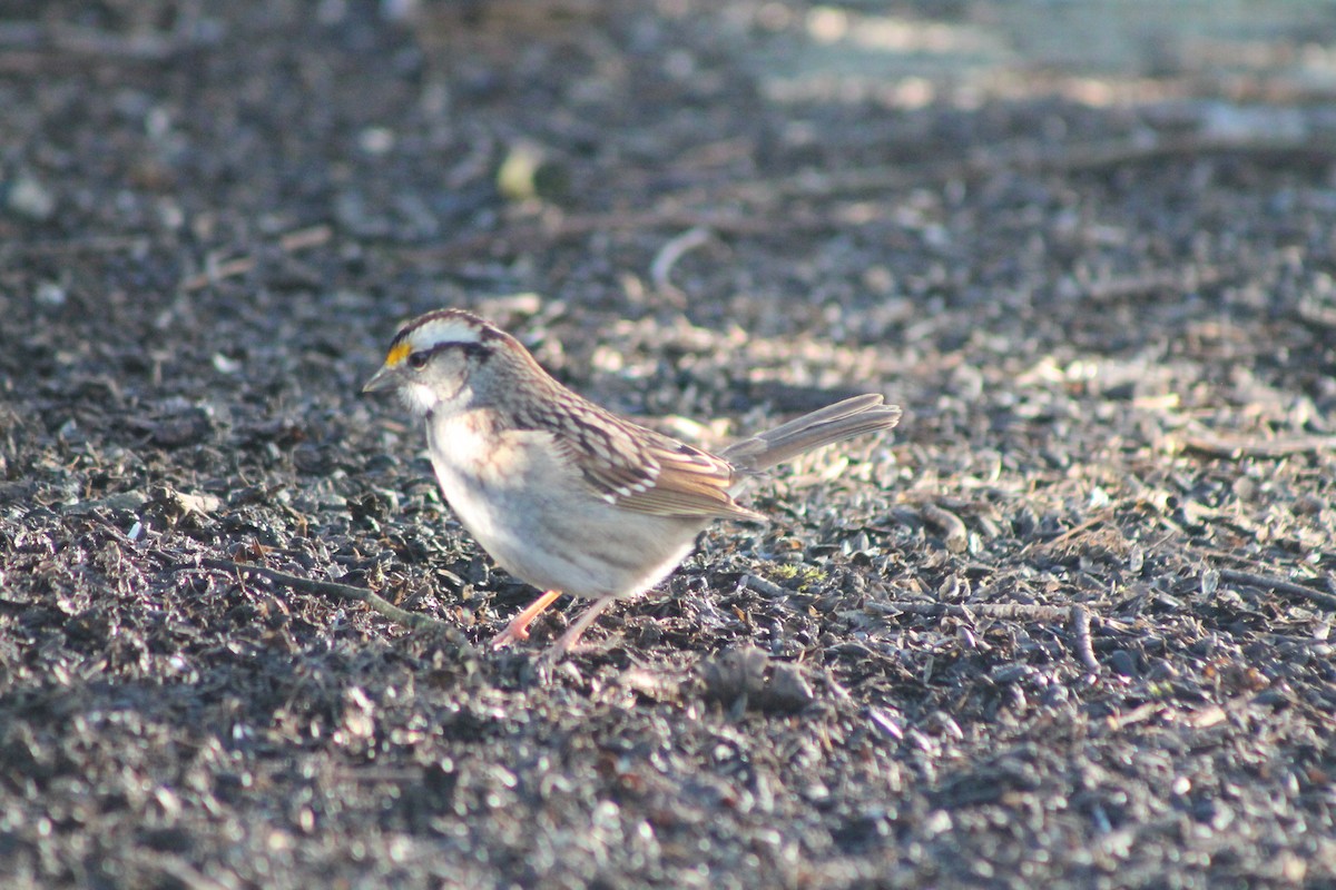 White-throated Sparrow - ML613247208