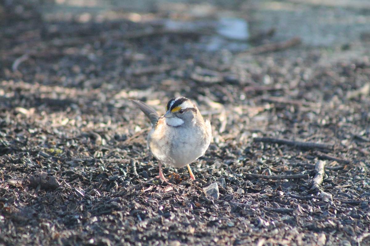 White-throated Sparrow - ML613247210