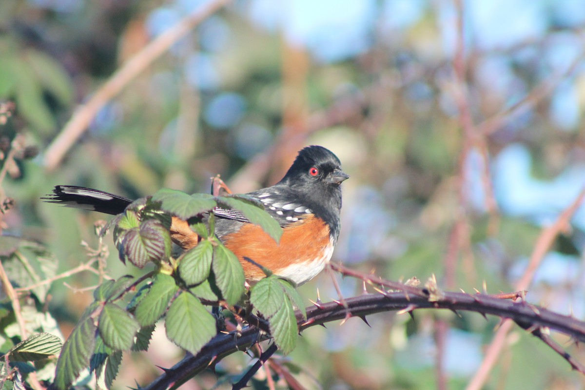 Spotted Towhee - ML613247226