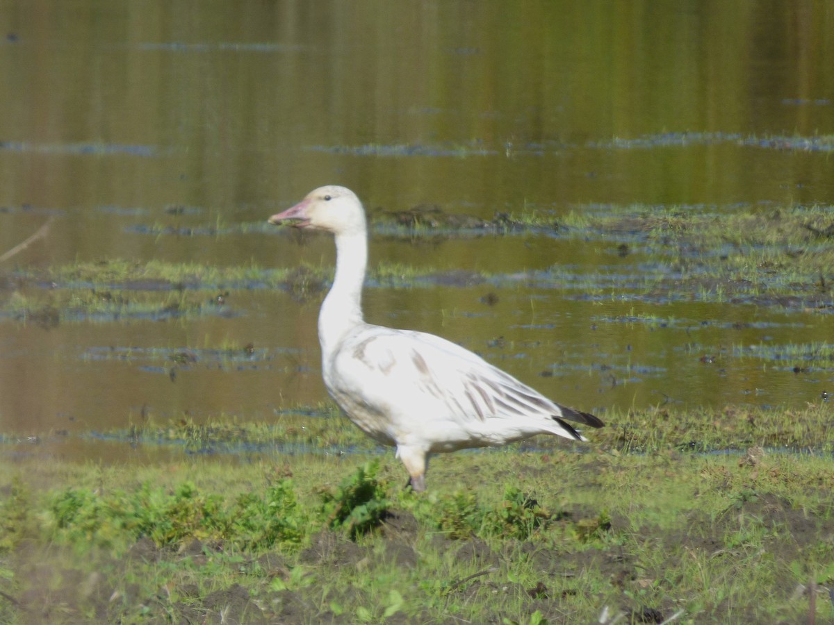 EBird Checklist 7 Jan 2024 San Andreas Road Near Watsonville Slough   1200