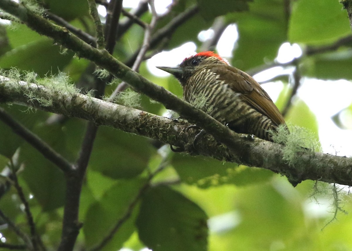 Bar-bellied Woodpecker - ML613247757