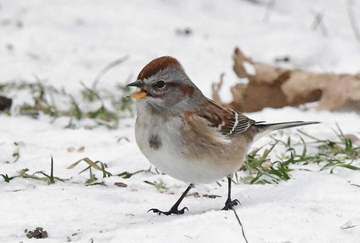American Tree Sparrow - Michele Chartier