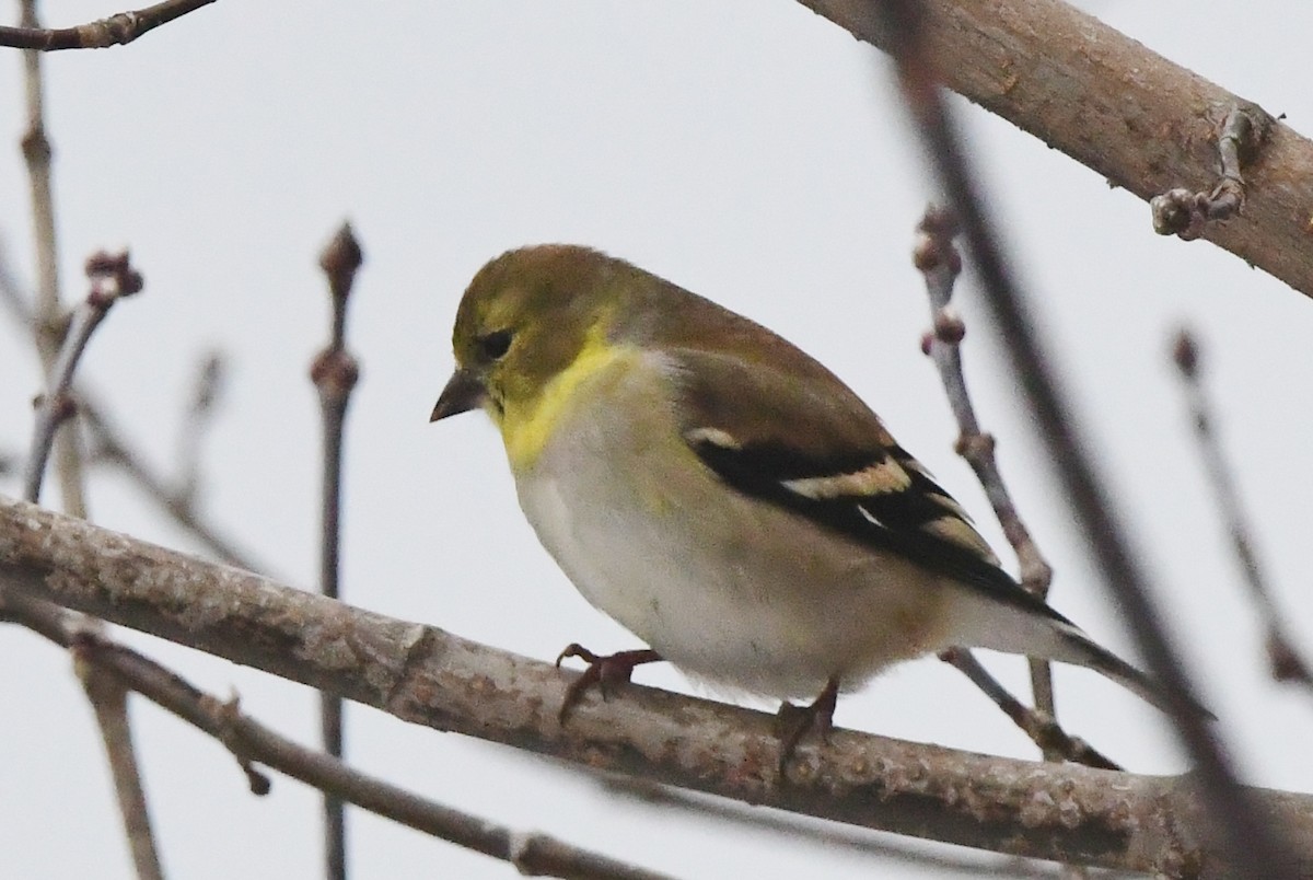 American Goldfinch - Michele Chartier