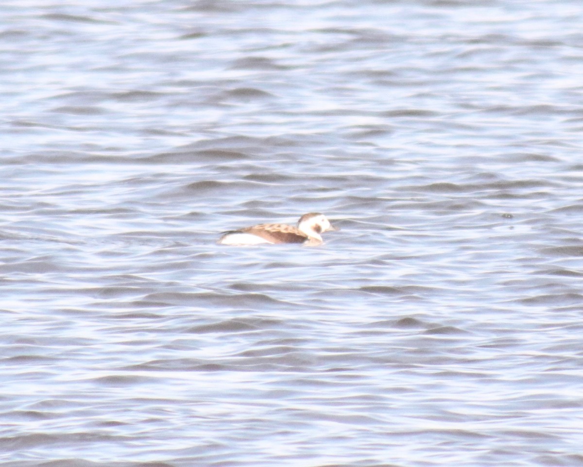 Long-tailed Duck - ML613248029