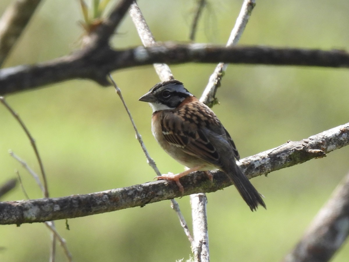 Rufous-collared Sparrow - ML613248187
