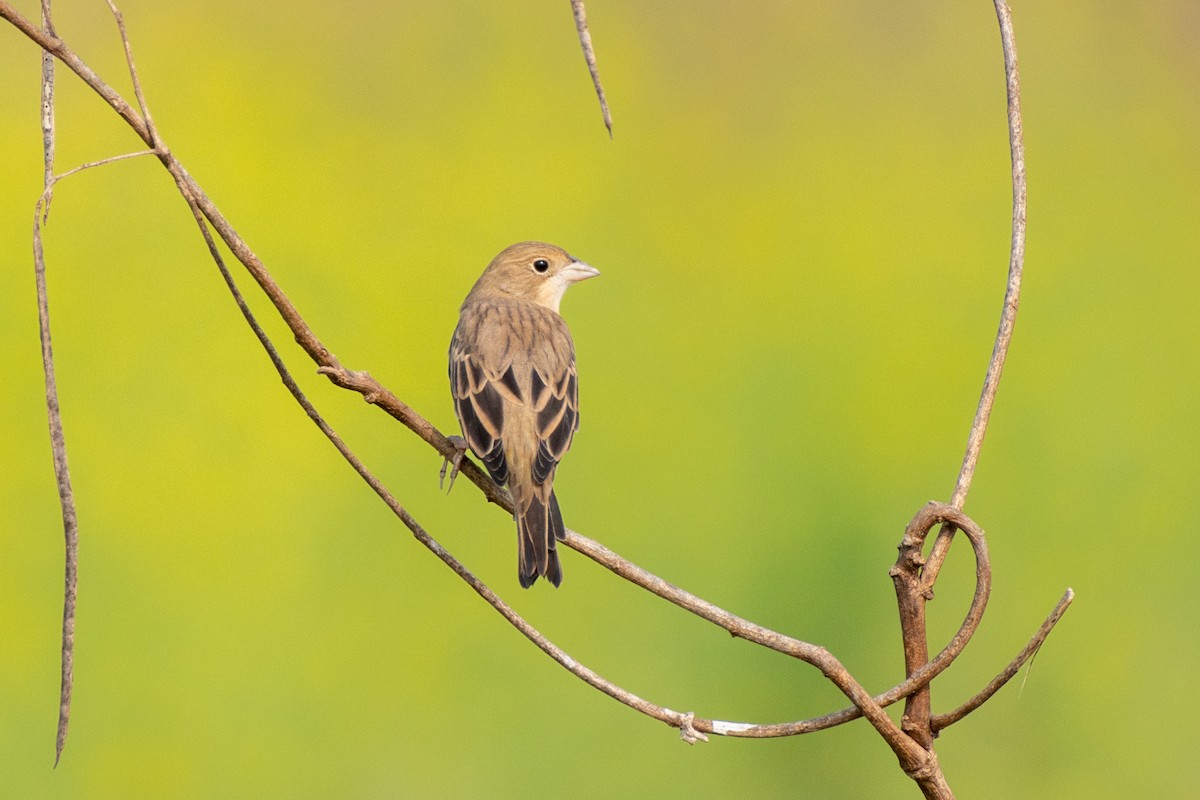 Red-headed Bunting - ML613248215