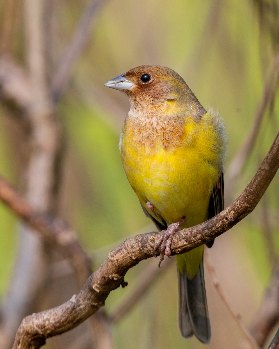 Red-headed Bunting - ML613248216