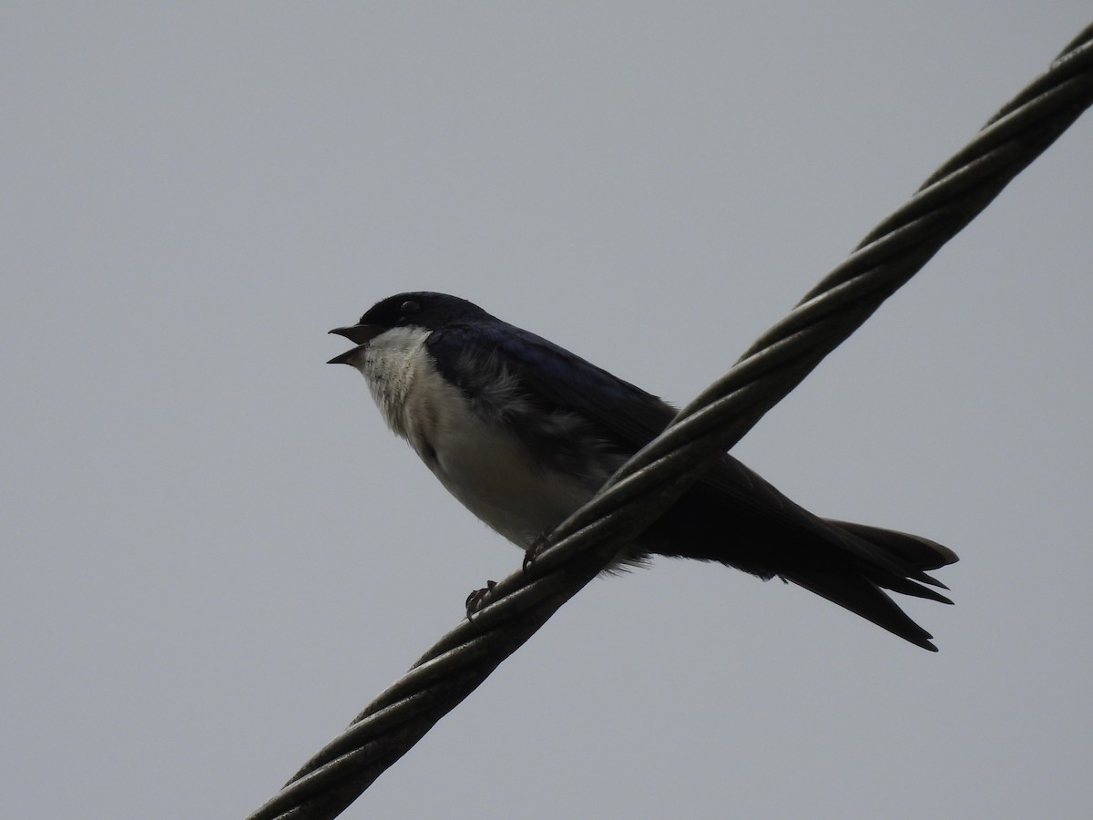Blue-and-white Swallow - ML613248219