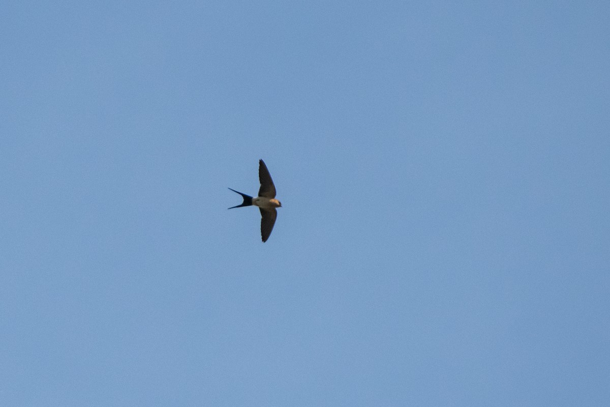 Red-rumped Swallow - Dominic More O’Ferrall