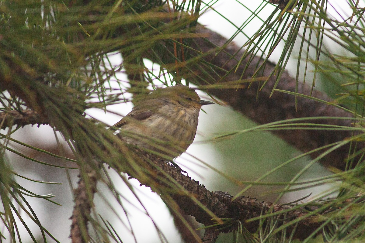 Cape May Warbler - ML613248363