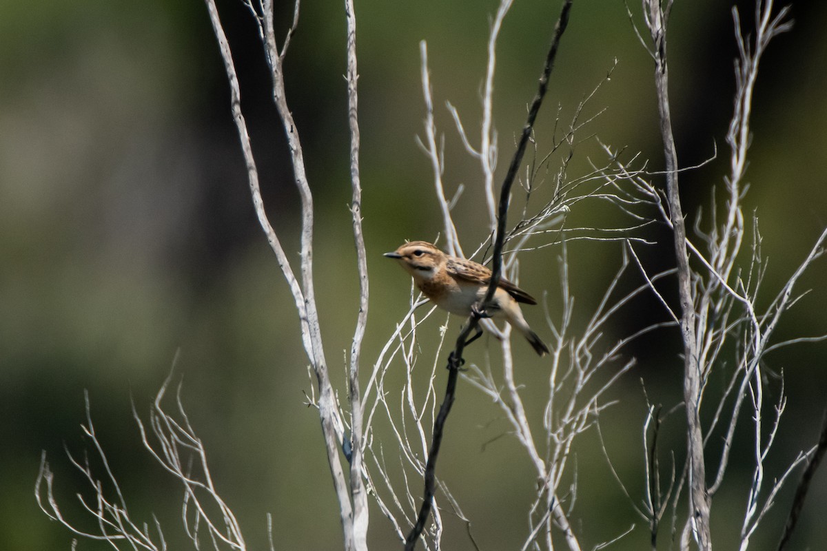 Whinchat - ML613248433
