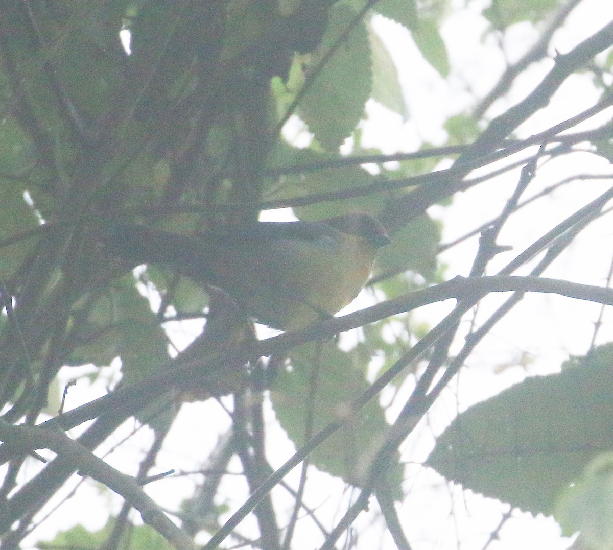 Yellow-breasted Brushfinch (Yellow-breasted) - ML613248519