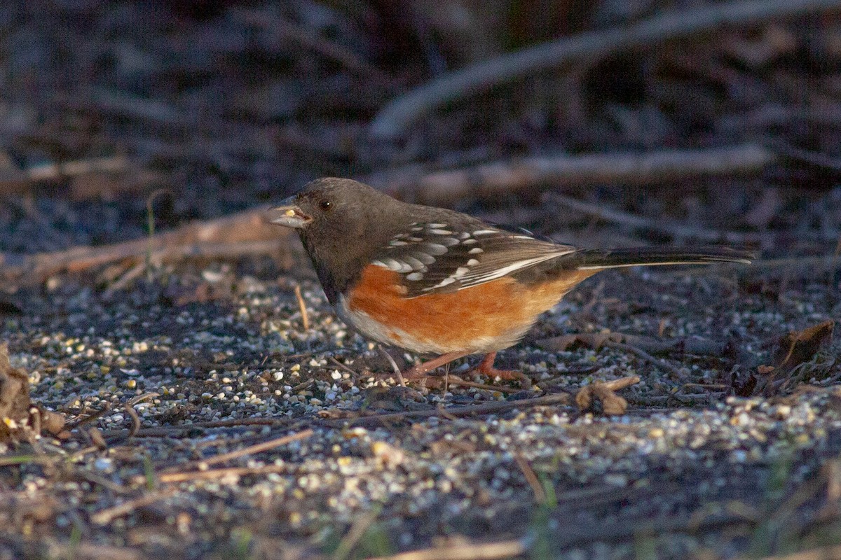Spotted Towhee - ML613248527