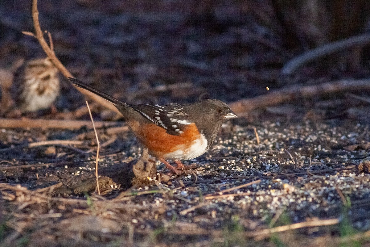 Spotted Towhee - ML613248528