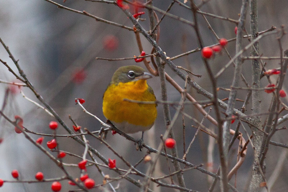 Yellow-breasted Chat - ML613248555