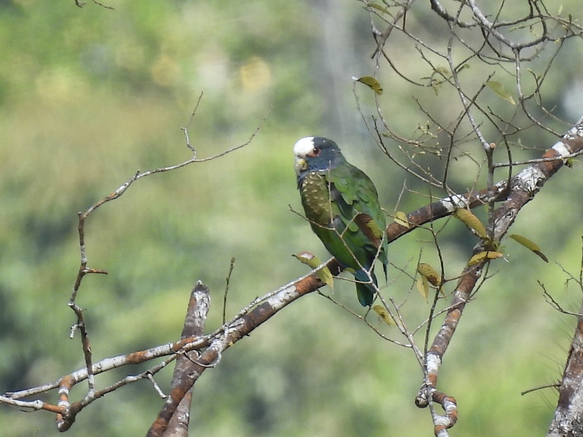 White-crowned Parrot - ML613248682