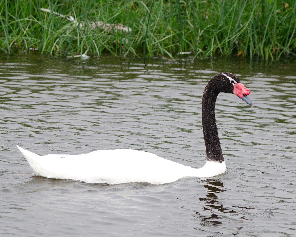 Black-necked Swan - ML613248884