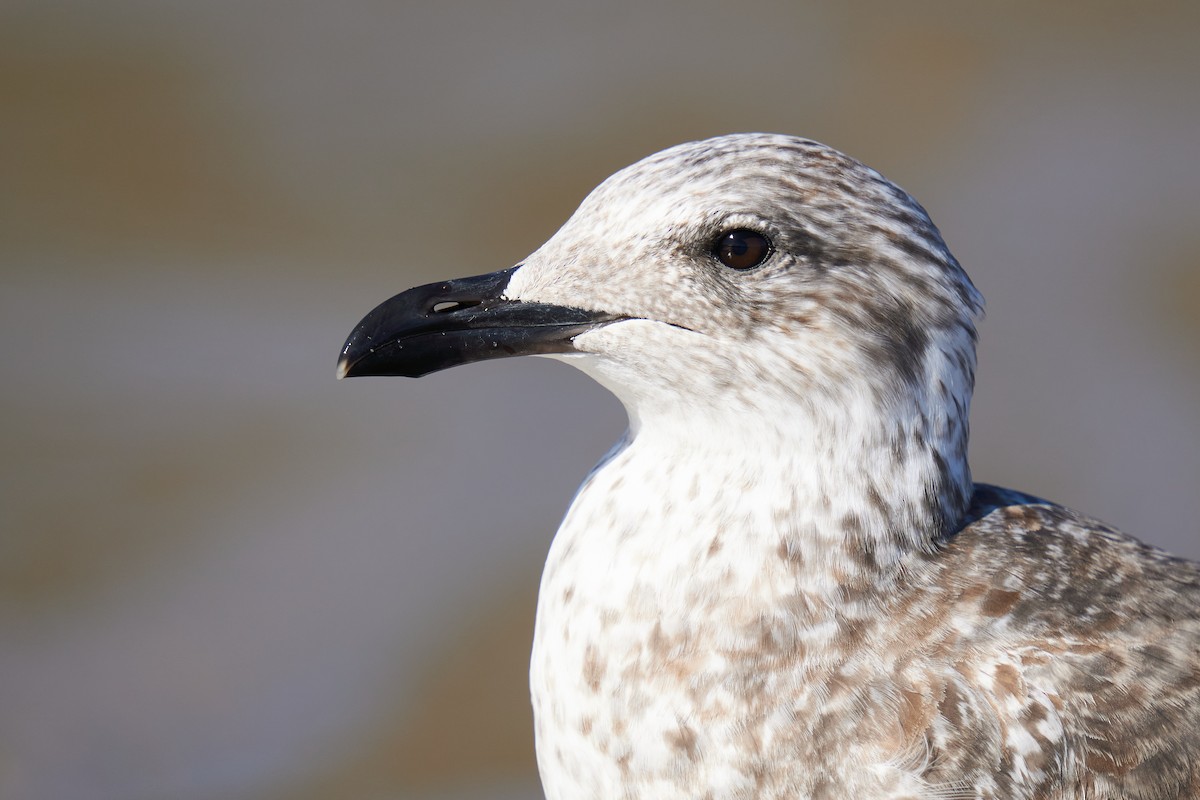 Lesser Black-backed Gull - Grigory Heaton