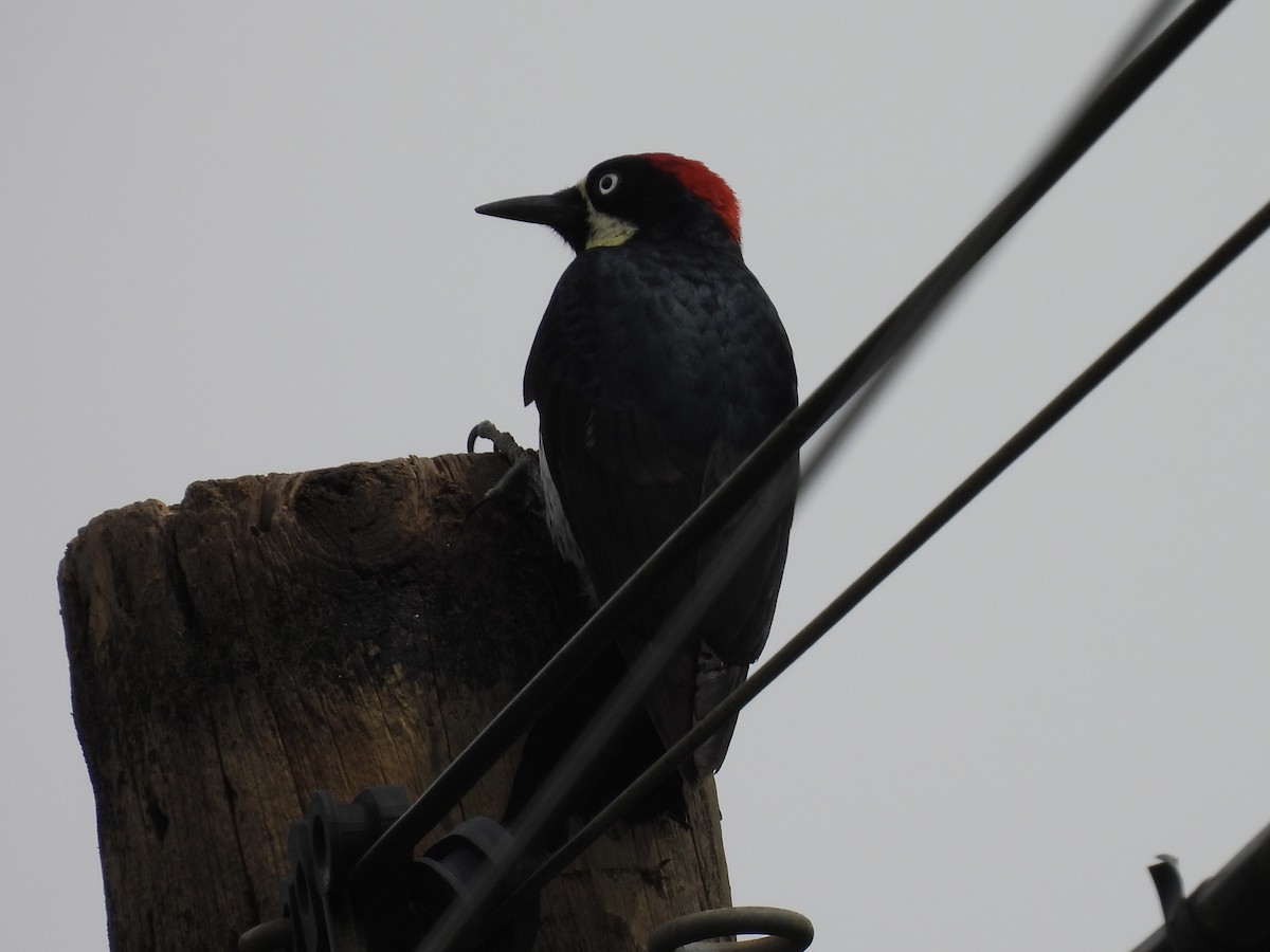 Acorn Woodpecker - ML613249082