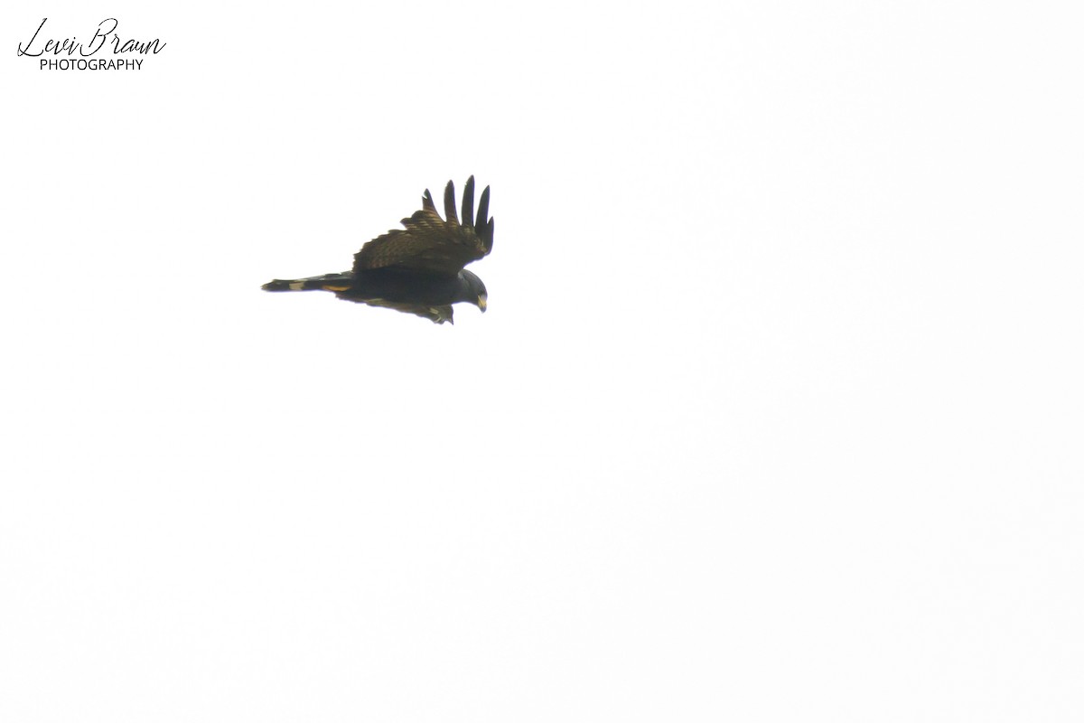 Zone-tailed Hawk - ML613249264
