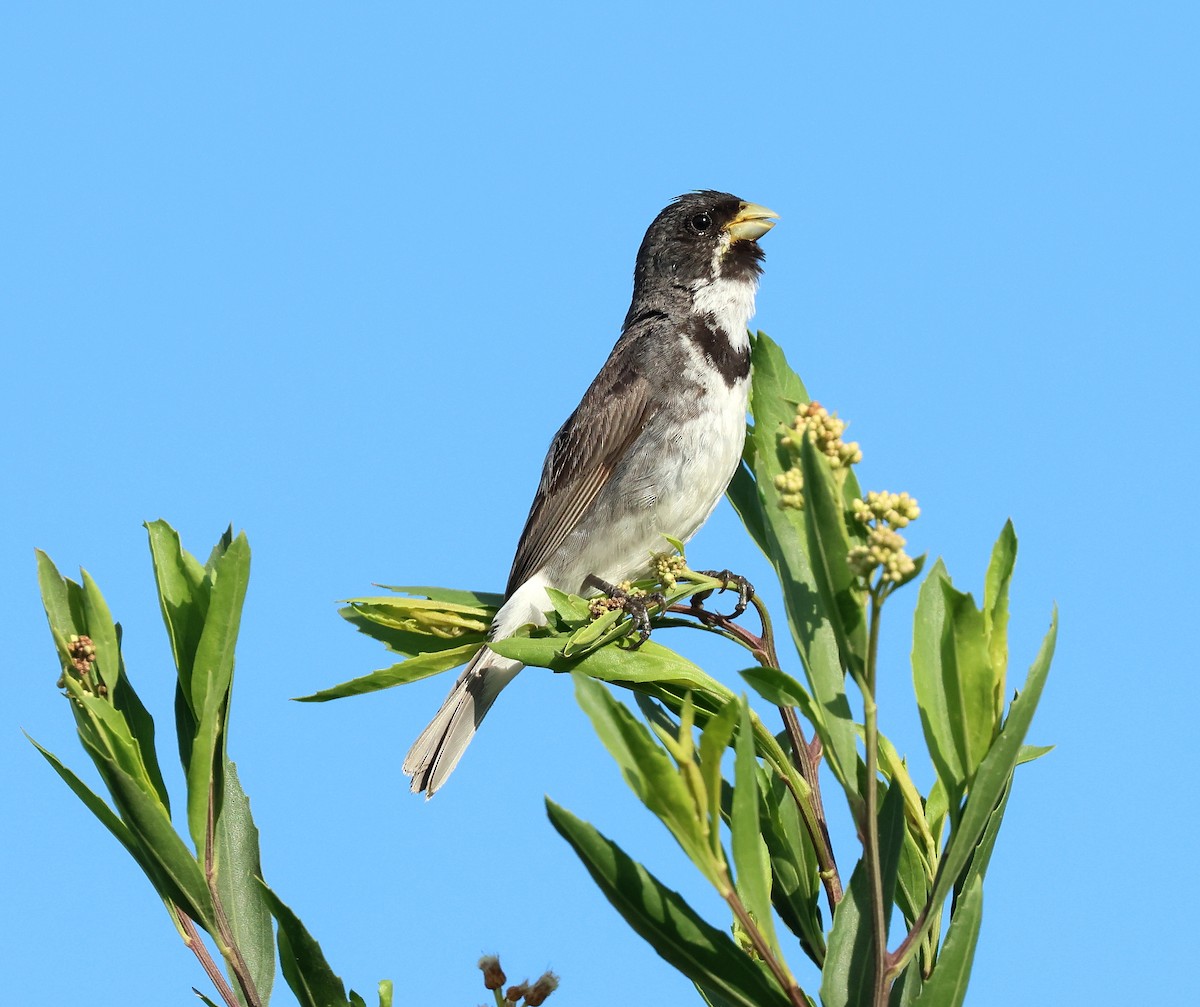 Double-collared Seedeater - ML613249446