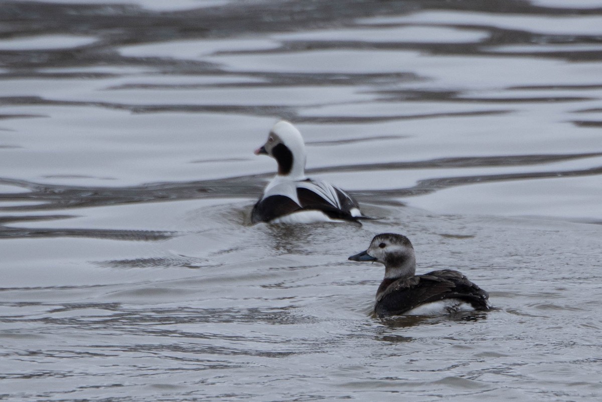 Long-tailed Duck - ML613249529