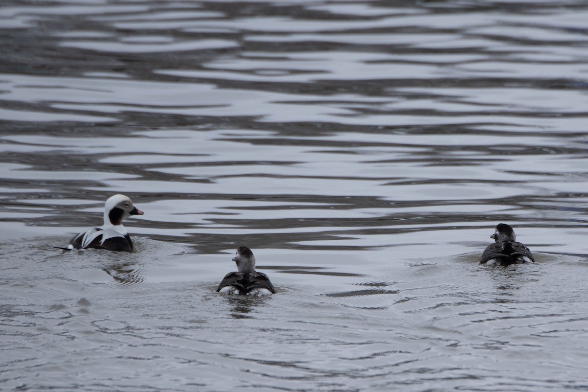 Long-tailed Duck - ML613249530