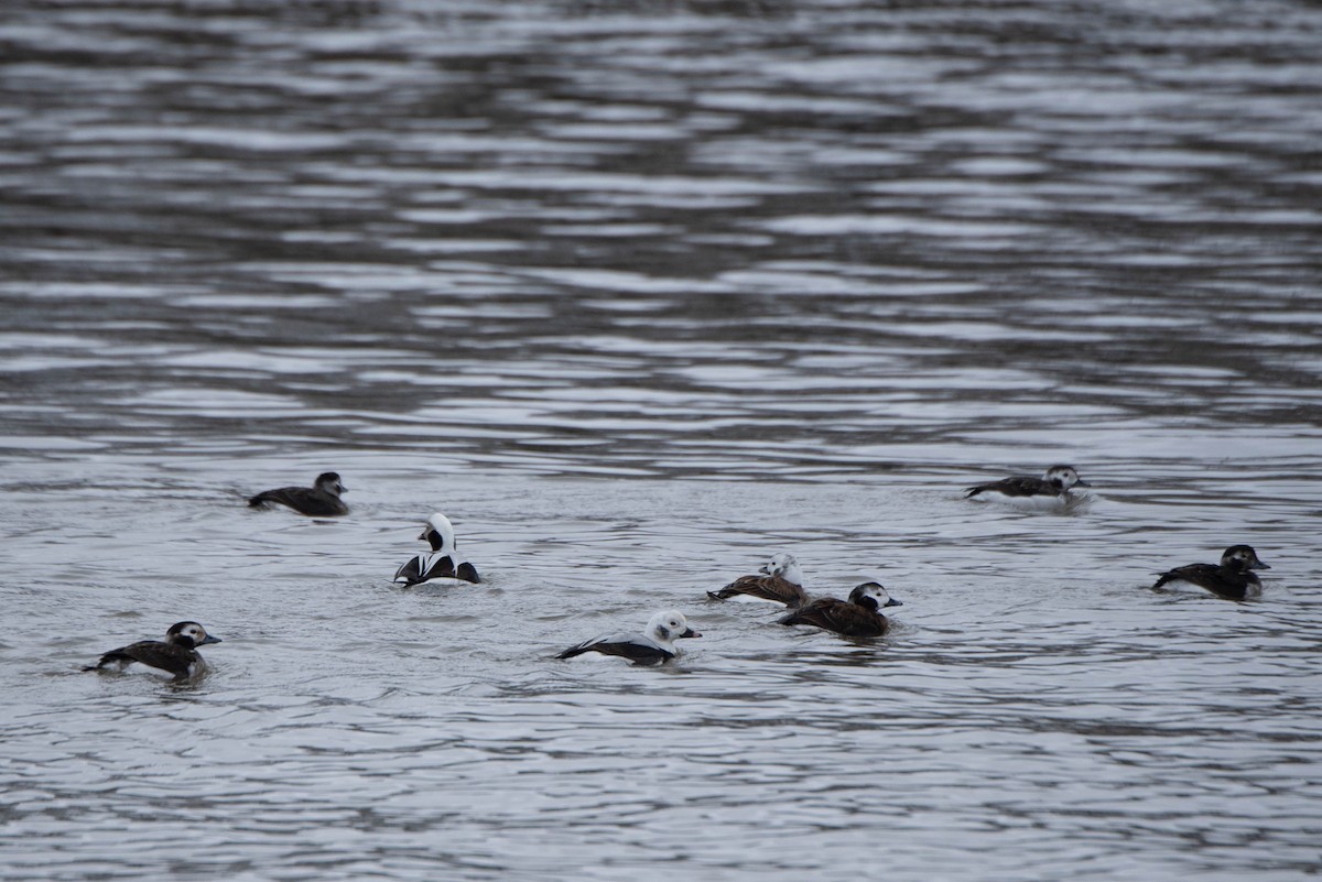Long-tailed Duck - ML613249531