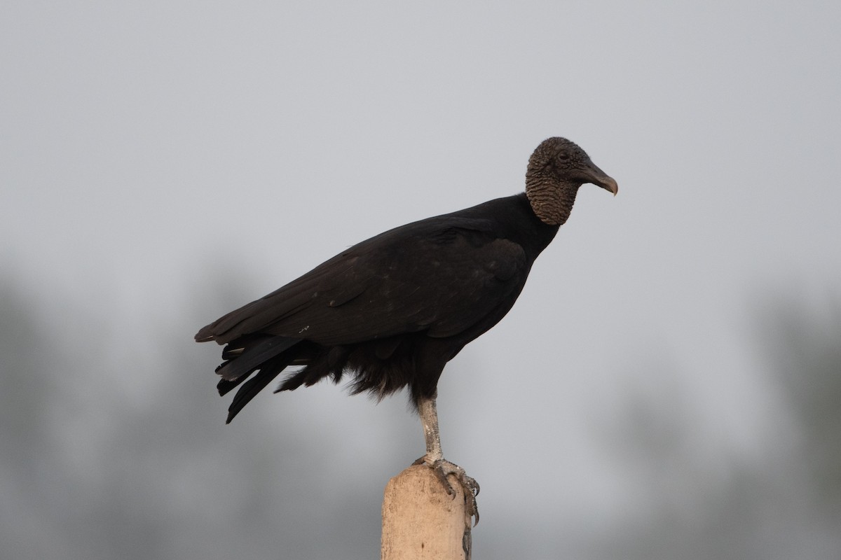 Black Vulture - ML613249533