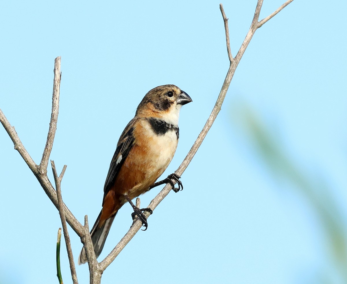 Rusty-collared Seedeater - ML613249537