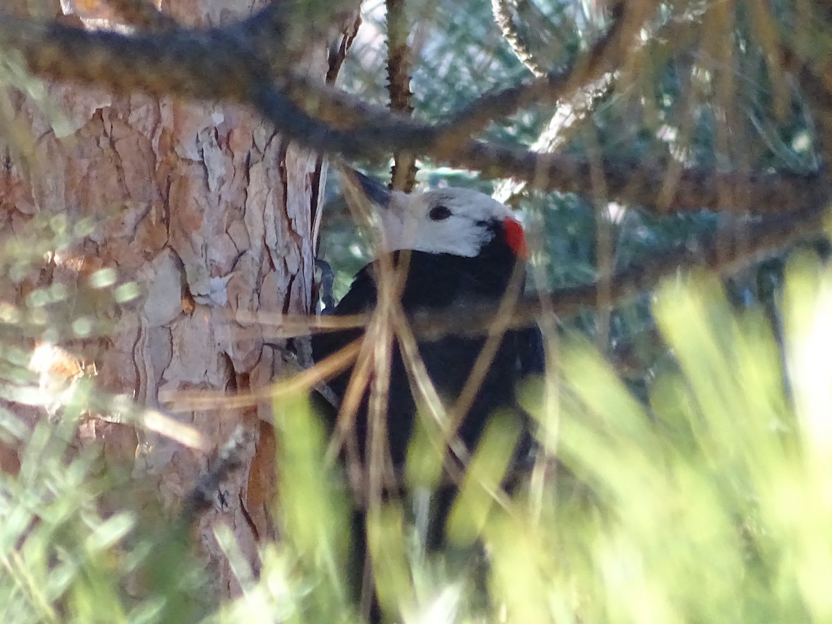 White-headed Woodpecker - ML613249615