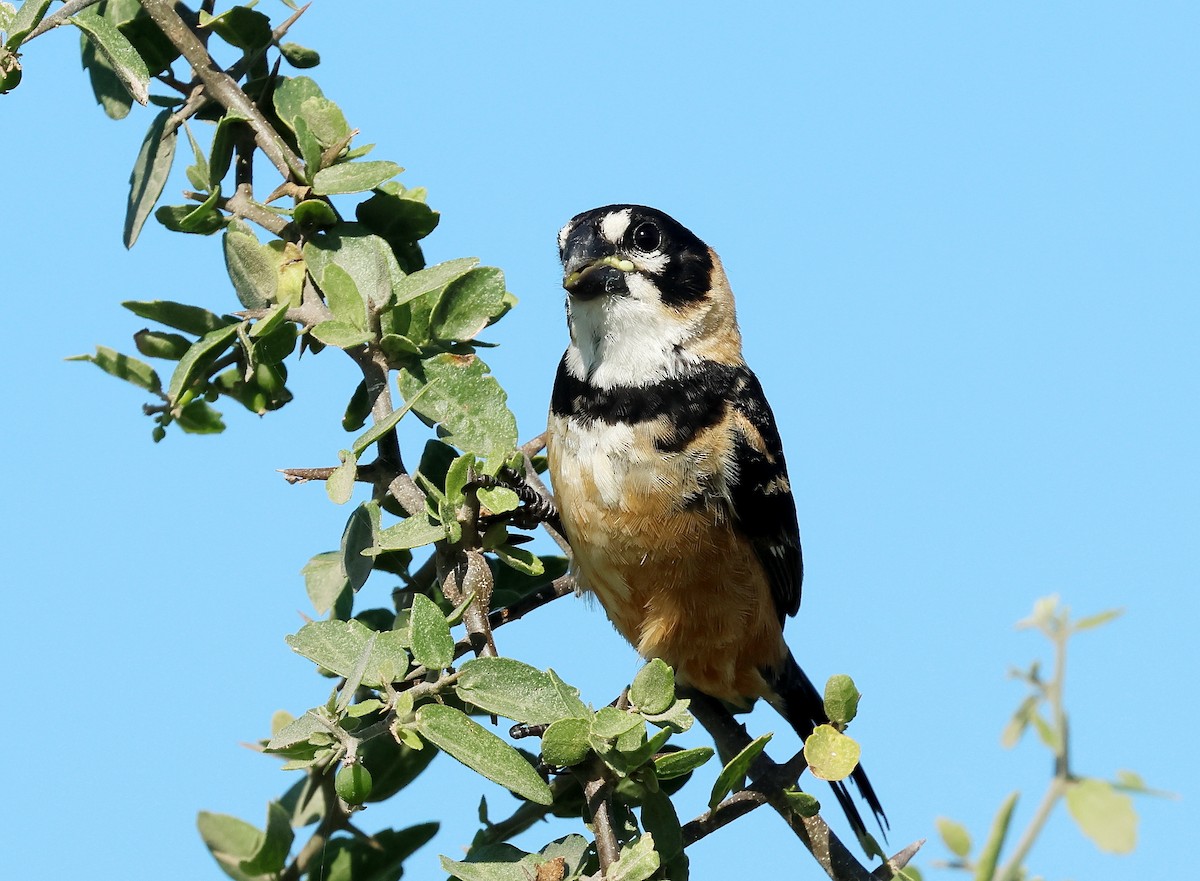 Rusty-collared Seedeater - ML613249635