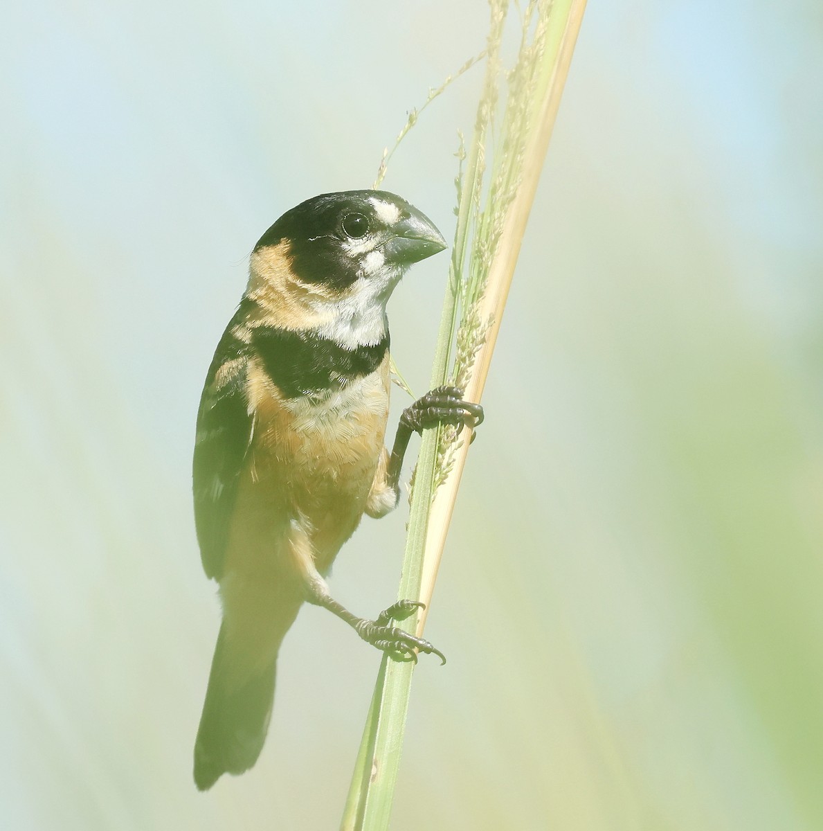 Rusty-collared Seedeater - ML613249641