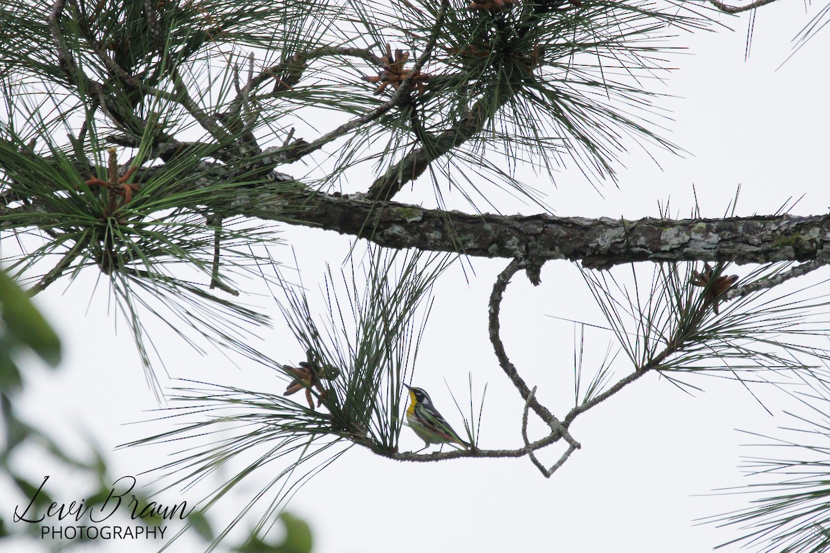 Yellow-throated Warbler - ML613249685