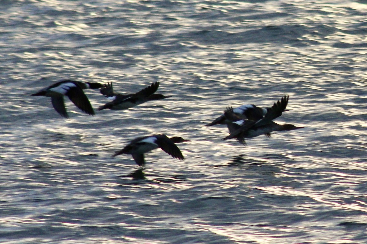 EBird Checklist 7 Jan 2024 Captree Island 2 Species   1200