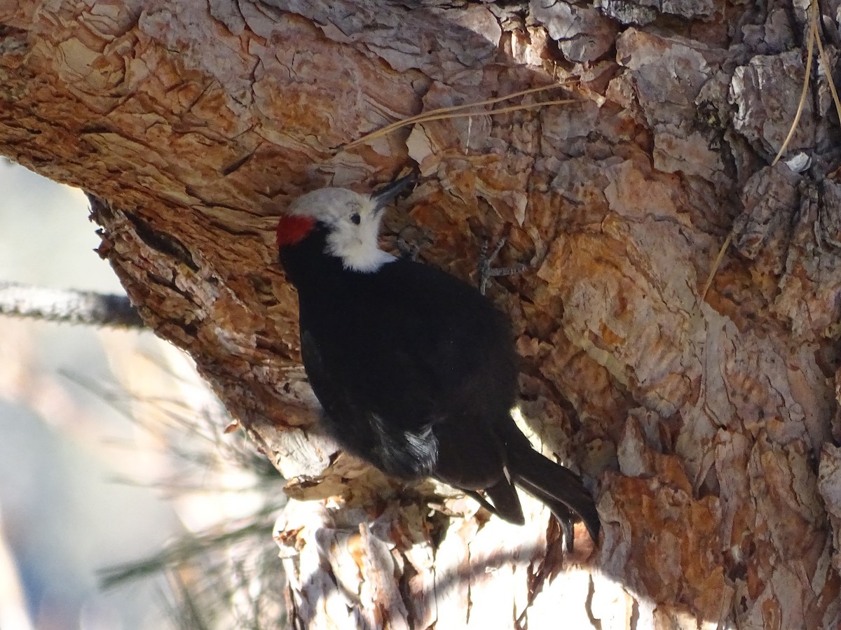 White-headed Woodpecker - ML613249974