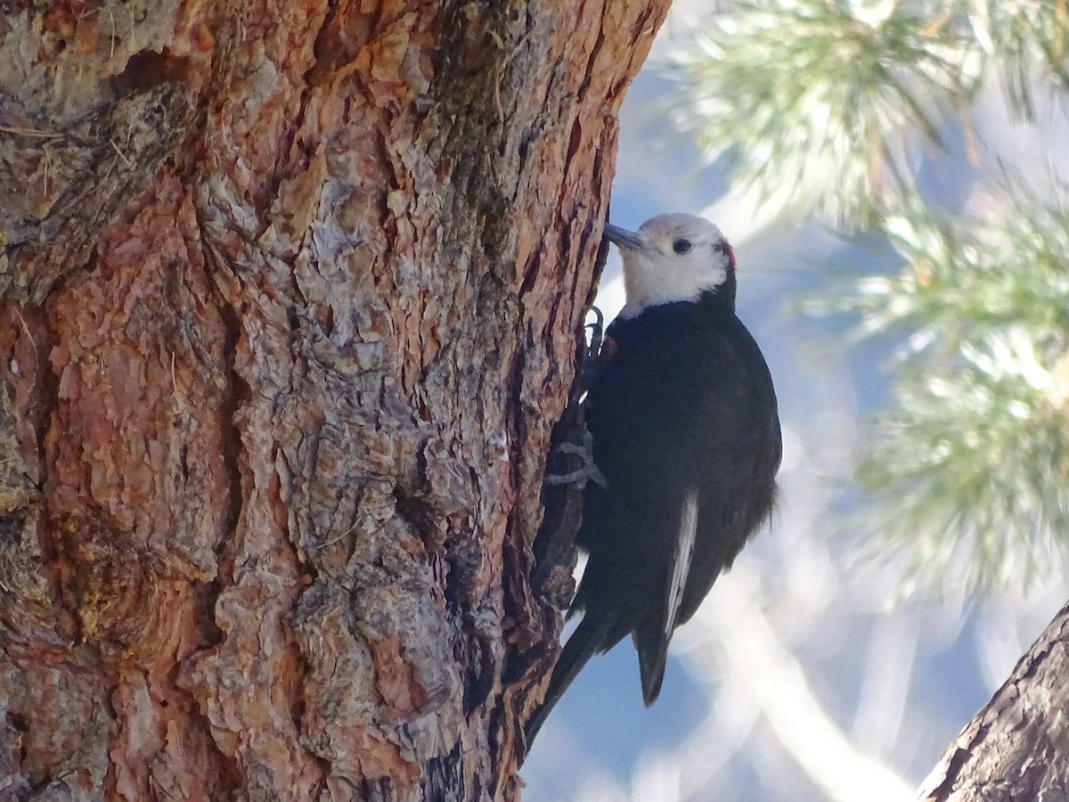 White-headed Woodpecker - ML613250018